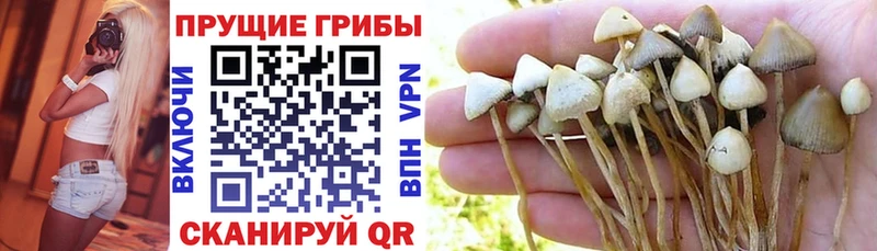 Псилоцибиновые грибы GOLDEN TEACHER  где купить наркотик  Тамбов 