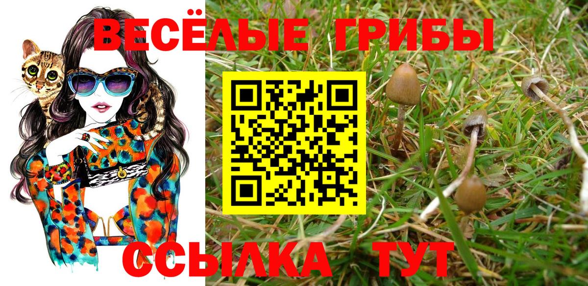 Галлюциногенные грибы GOLDEN TEACHER  Псилоцибиновые грибы мухоморы  Вход с VPN  Тамбов 